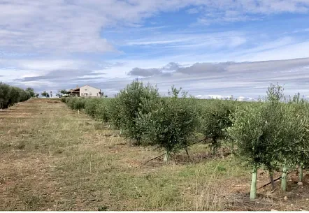 Del campo a la mesa: el sabor que nace del compromiso
