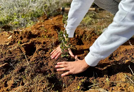 We Plant Trees in Your Name: 50 New Holm Oaks for a Greener Future
